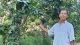 Phú Yên: Đẩy mạnh chuyển đổi cây trồng trên diện tích canh tác kém hiệu quả