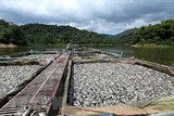 Hòa Bình: Cá nuôi lồng trên lòng hồ sông Đà chết hàng loạt do mực nước xuống thấp