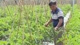 Lâm Đồng: Thay đổi tư duy trong sản xuất nông nghiệp 