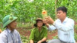 Quảng Trị: Phát triển sản xuất chanh leo phục vụ chế biến và xuất khẩu
