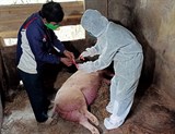 Quảng Bình: Siết chặt các biện pháp phòng, chống dịch tả lợn châu Phi
