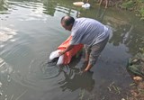 Bình Định: Triển khai mô hình nuôi cá chình thương phẩm trong ao đất