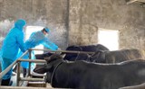 Ninh Bình: Cơ bản khống chế bệnh viêm da nổi cục trên đàn trâu bò