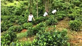 Lào Cai: Xây dựng mô hình trồng thâm canh chè theo hướng hữu cơ, liên kết theo chuỗi giá trị sản phẩm
