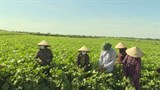 Hà Tĩnh: Sản xuất đậu xanh thương phẩm trên đất bồi lắng sau mưa lũ tạo sinh kế cho người dân