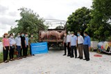 Hải Phòng: Bàn giao 94 con lợn hậu bị cho các hộ thực hiện mô hình