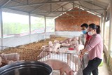 Quảng Trị: Triển khai mô hình chăn nuôi lợn an toàn sinh học theo hướng hữu cơ