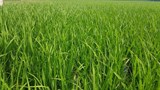 Bắc Giang: Triển khai mô hình liên kết sản xuất lúa hữu cơ chất lượng cao