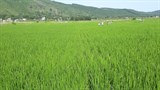 Thanh Hóa: Triển khai mô hình “Ứng dụng TBKT trong thâm canh lúa chất lượng đạt năng suất cao gắn với tiêu thụ sản phẩm”