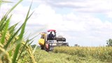 An Giang: Nông dân Tân Châu vừa thu hoạch lúa vụ Hè Thu 2021 vừa phòng chống dịch bệnh Covid-19