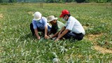 Quảng Trị: Trồng dưa trên đất lúa thiếu nước thu thu lãi gần 100 triệu/ha