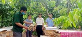 Bắc Giang: Nuôi ong thùng kế - Bí quyết nâng cao chất lượng mật ong 