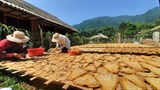 Yên Bái: Nông dân xã Lâm Thượng được mùa măng mai