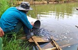 Đắk Nông: Triển khai mô hình nuôi cá rô đầu vuông đảm bảo an toàn thực phẩm