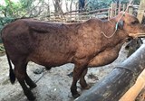 Phú Yên: Bệnh viêm da nổi cục trên trâu, bò ngày càng tăng tại Tuy An