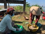 Thừa Thiên Huế: Đẩy mạnh áp dụng các giải pháp xử lý rơm rạ sau thu hoạch