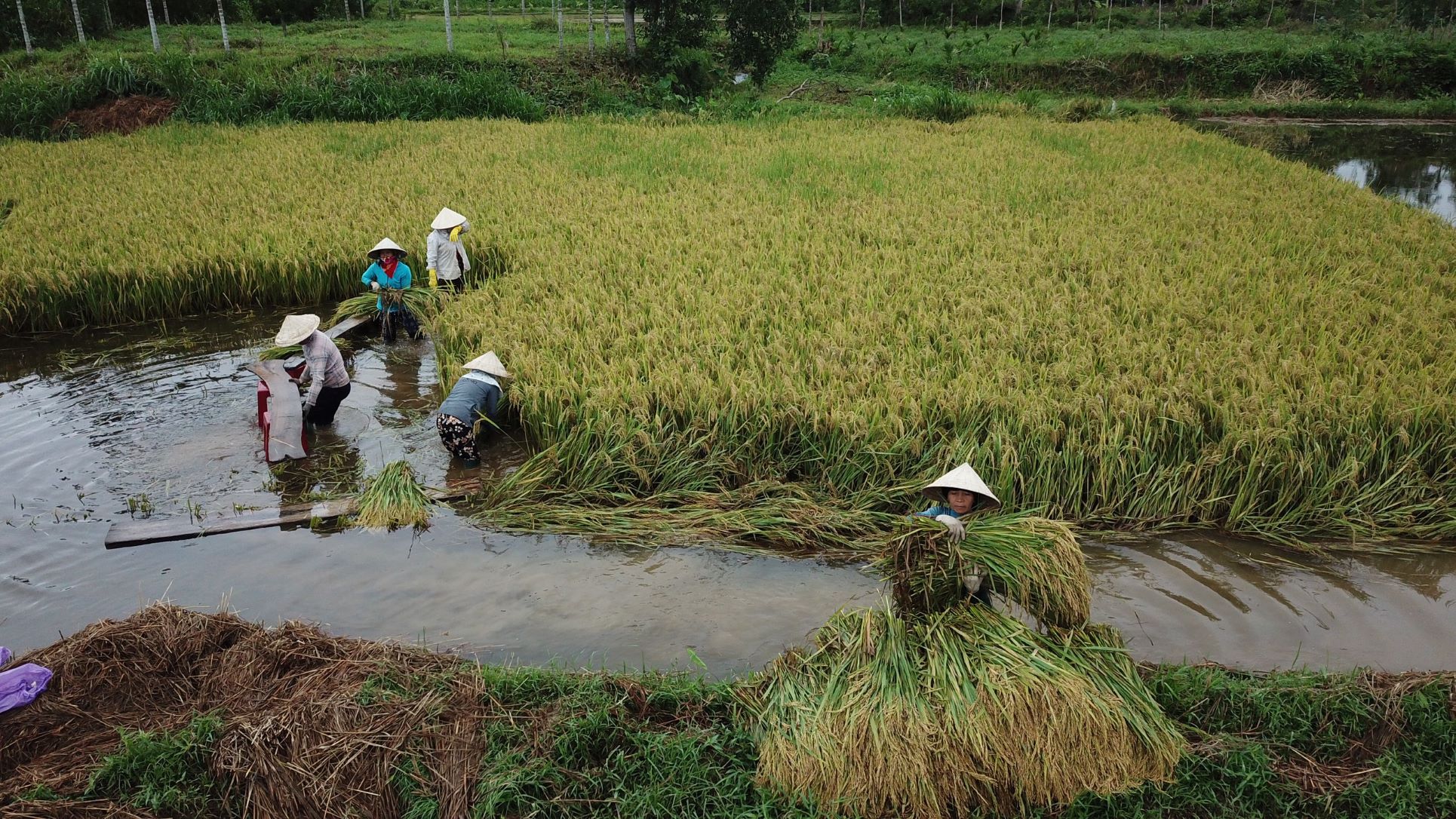 Gần 1500 ha lúa của Quảng Ngãi bị thiệt hại sau cơn bão số 5 (PS ảnh)