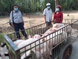 Bến Tre: Kết quả bước đầu mô hình chăn nuôi lợn ngoại theo hướng an toàn sinh học 
