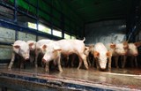 Bắc Giang: Triển khai mô hình chăn nuôi lợn theo hướng hữu cơ