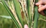 Lào Cai: Khẩn trương phòng trừ bệnh đạo ôn cổ bông và các đối tượng sâu bệnh hại lúa mùa vùng thấp