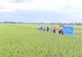 Hà Tĩnh: Sản xuất lúa hữu cơ tại xã Vượng Lộc