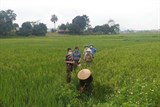 Yên Bái: Hiệu quả mô hình lúa tái sinh