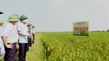 Hà Nội: Hiệu quả bước đầu mô hình canh tác giống lúa mới TĐ25 và mô hình lúa gieo sạ tại Hà Nội