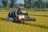 Hà Tĩnh với những giải pháp hỗ trợ nông dân thu hoạch lúa Hè thu 