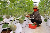 Quảng Bình: Kết nối, hỗ trợ tiêu thụ nông sản trong mùa dịch
