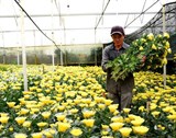 Lâm Đồng: Rau và hoa tăng giá trở lại