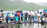 Hiệu quả từ mô hình nuôi trồng thủy sản trên biển tại Khánh Hòa