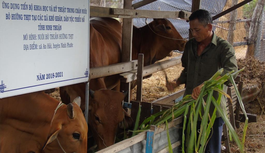 Ninh Thuân: Ứng dụng tiến bộ khoa học và kỹ thuật trong chăn nuôi bò hướng thịt  tại các xã khó khăn, dân tộc thiểu số 