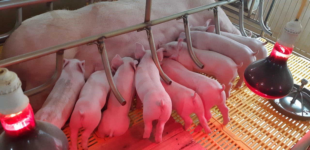 Hải Dương: Kết quả bước đầu dự án chăn nuôi lợn sinh sản tăng cường các biện pháp an toàn sinh học 