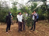 Điện Biên: Tập huấn kỹ thuật trồng chăm sóc cây mắc ca