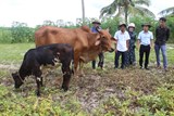 Kết quả chương trình cải tạo đàn bò tại tỉnh Quảng Trị
