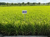 Hội thảo đánh giá giống lúa và máy gieo sạ lúa theo hàng mật độ thấp  vụ Đông Xuân 2021 – 2022