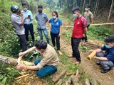 Lào Cai: Tập huấn kỹ thuật sơ chế quế cho người dân Bảo Yên