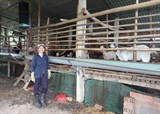 Phú Yên: Lan tỏa mô hình chăn nuôi dê thâm canh bằng đệm lót sinh học 