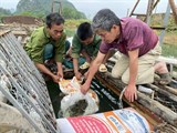 Cao Bằng: Bàn giao cá giống, vật tư cho các hộ tham gia dự án xây dựng mô hình nuôi cá bỗng trên sông và hồ chứa 