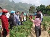 Lạng Sơn: Tập huấn nâng cao chất lượng ớt tươi phục vụ xuất khẩu
