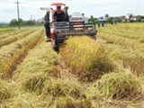 Phú Yên: Thu hoạch lúa vụ Đông Xuân năm 2021 – 2022