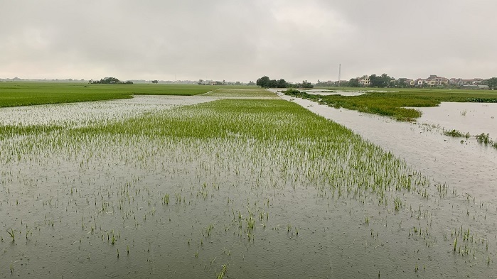 Cả nghìn ha lúa mới trổ bông và chuẩn bị gặt tại Vĩnh Phúc bị ngập do mưa lũ lớn