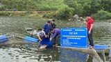 Hà Tĩnh: Triển khai mô hình nuôi cá diêu hồng bằng lồng trên sông và hồ chứa theo hướng VietGAP