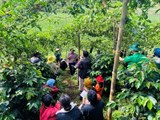 Lâm Đồng: Tập huấn FFS trồng và chăm sóc cây chanh dây theo hướng hữu cơ cho vùng đồng bào dân tộc