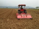 Phú Yên: Xây dựng mô hình sản xuất ngô sinh khối làm thức ăn xanh cho chăn nuôi gia súc 