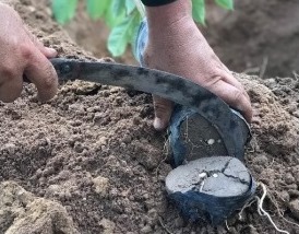 Kỹ thuật trồng cao su