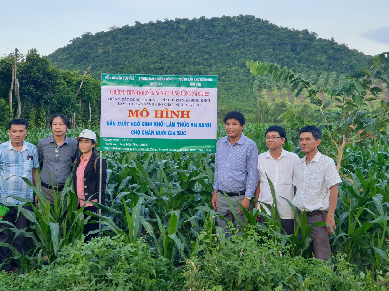 Phú Yên: Hiệu quả liên kết trồng ngô sinh khối ở xã Sơn Thành Tây