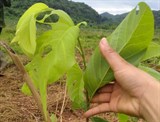 Nghệ An: Áp dụng công nghệ tưới nhỏ giọt trong trồng cây na Thái