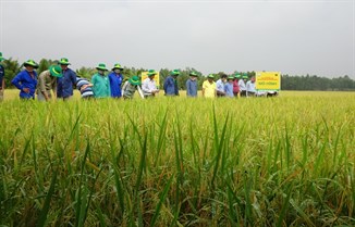Giá phân bón tăng cao - Lối đi nào cho nông sản Việt?