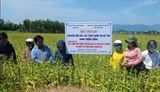 Quảng Nam: Mô hình canh tác vừng trên chân đất lúa thiếu nước ở vụ hè thu